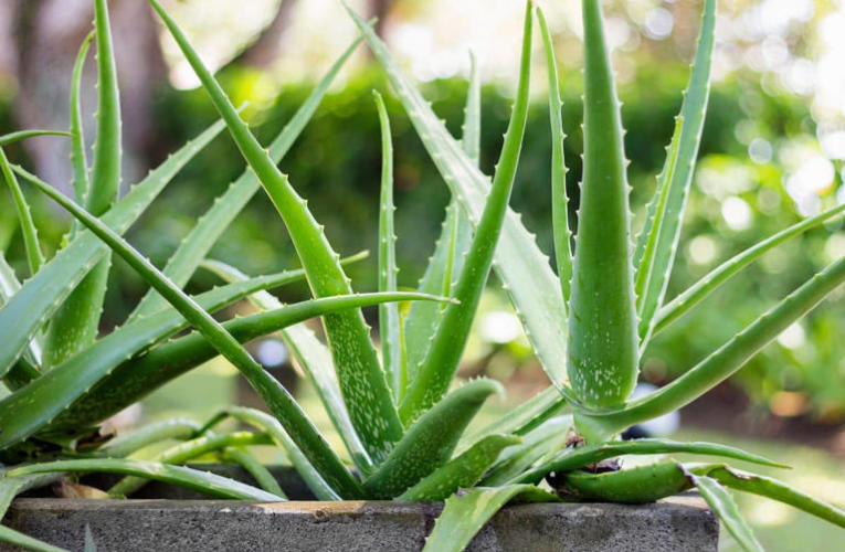 10 Essential Medicinal Plants You Can Grow at Home